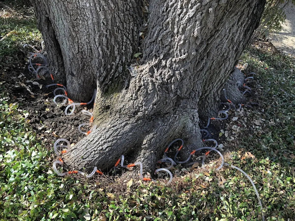 Detailed Tree Cabling and Bracing job site in Loma Mar