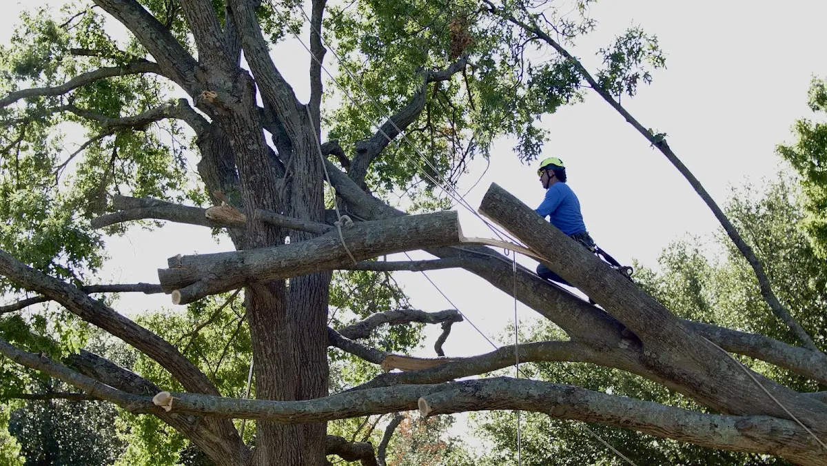 Professional Crown Thinning performed by certified arborists in Loma Mar