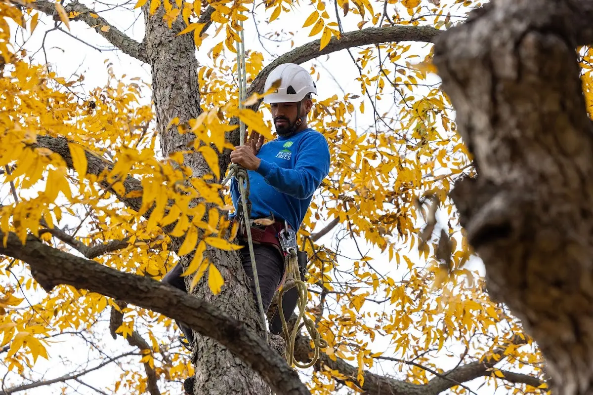 Skilled Tree Transplanting crew working in Loma Mar